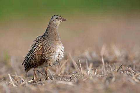Corncrake (Crex crex) preening