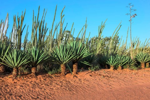 Sisal (Agave sisalana)