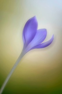 Autumn Crocus (Crocus speciosus)