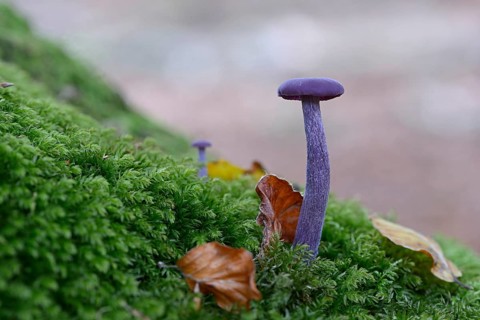 Amethyst Deceiver (Laccaria amethystina)