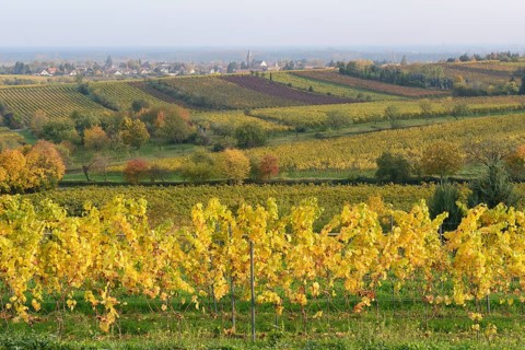 Vineyards