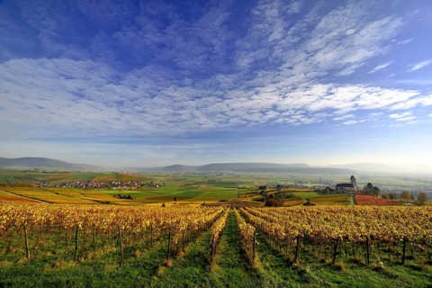 Vineyards in autumn with views of the Klettgau
