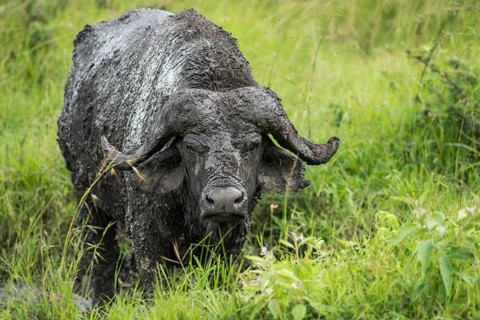 Cape Buffalo (Syncerus caffer)