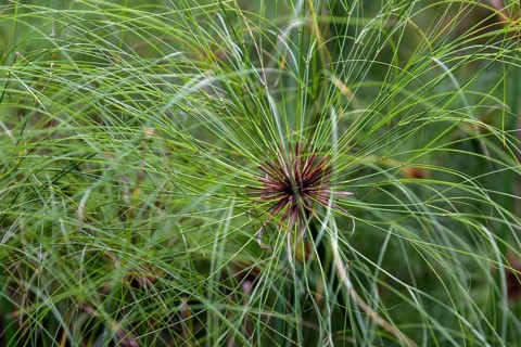 Papyrus sedge (Cyperus papyrus)