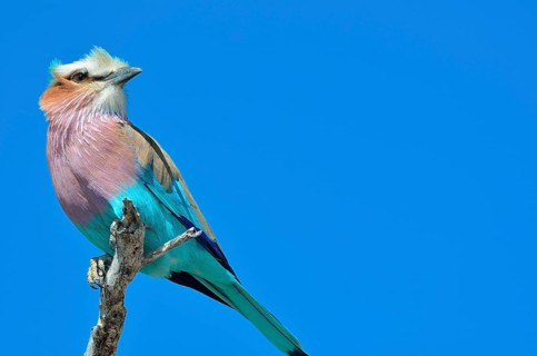 Lilac-breasted Roller (Coracias caudatus)