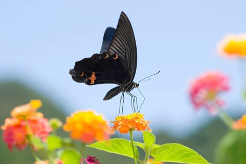 Black Swallowtail butterfly (Papilio polyxenes) sitting on Lantana (Lantana camara)