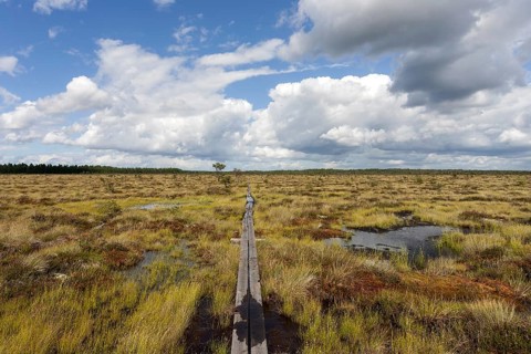 Boardwalk through moorland