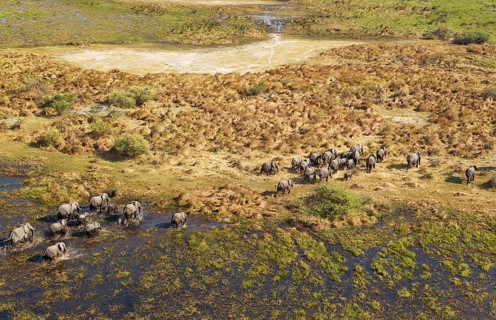 African Elephants (Loxodonta africana)