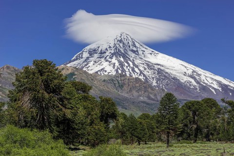 Volcano Lanin and Monkey Puzzle Tree or Chilenian Pine (Araucaria araucana)