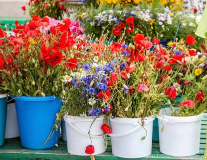 Poppies and wild flowers for sale at the flower market outside Riga Central Market