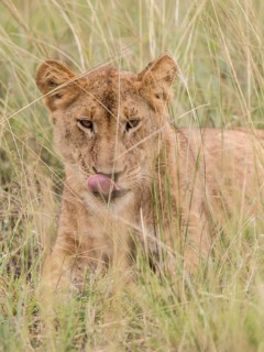 Lion (Panthera leo)