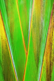 Traveller's Tree or Traveller's Palm (Ravenala madagascariensis)