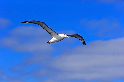 Shy albatross (Thalassarche cauta)