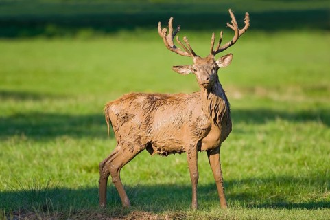 Red Deer (Cervus elaphus) covered with mud