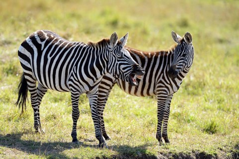 Plains Zebras (Equus guagga)