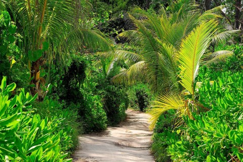 Tropical vegetation on the path to Grand Anse beach