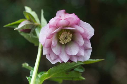 Hellebore (Helleborus orientalis hybrid)
