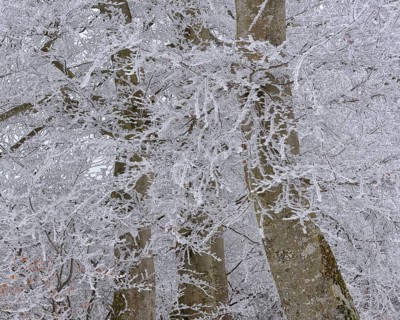 Hoarfrost in an old beech forest