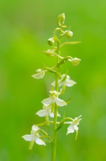 Greater Butterfly-orchid (Platanthera chlorantha)