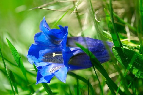 Clusius Gentian (Gentiana clusii)
