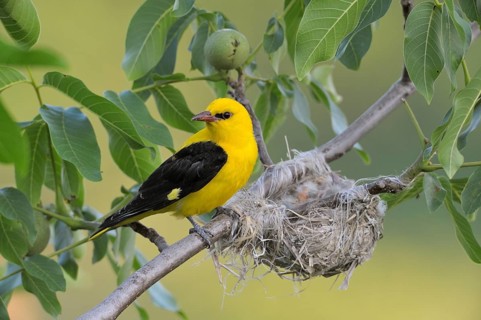 Golden Oriole (Oriolus oriolus)