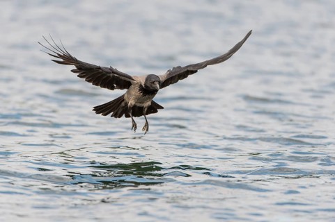 Hooded Crow (Corvus corone cornix) hunting for fish on a lake