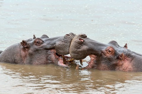 Hippos (Hippopotamus amphibius)