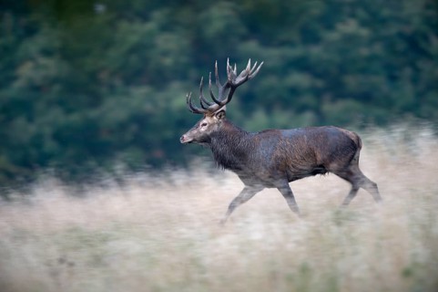 Red Deer (Cervus elaphus)