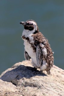 African Penguin or Jackass Penguin (Spheniscus demersus)