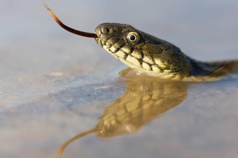 Dice Snake (Natrix tessellata)