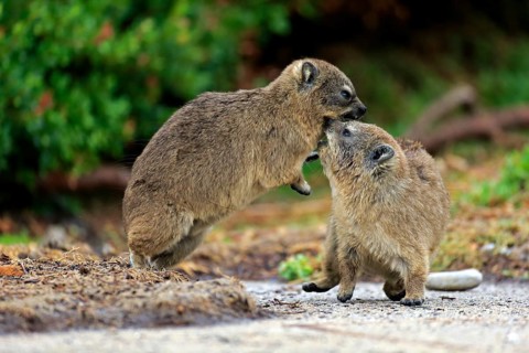 Rock Hyraxes (Procavia capensis)