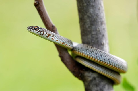 Blotched Snake (Elaphe sauromates)