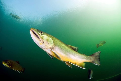 Brook trout (Salvelinus fontinalis)