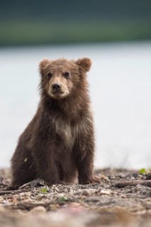 Brown bear (Ursus arctos)