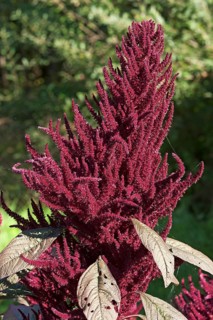 Blood amaranth (Amaranthus cruentus)