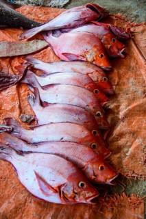 Fresh fish for sale at the fish market