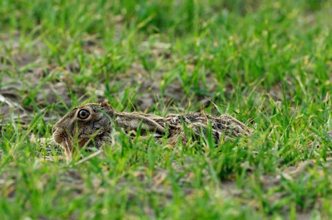 Hare (Lepus europaeus)