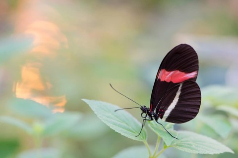 Red Postman (Heliconius erato)