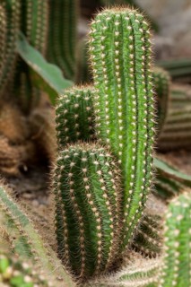 Golden Stars or Lady Fingers (Mammillaria elongata)
