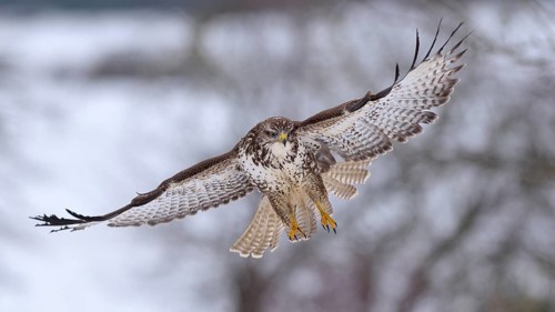 Buzzard (Buteo buteo) in flight