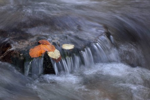 Autumn leaves on a stone