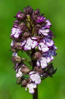 Lady Orchid (Orchis purpurea)