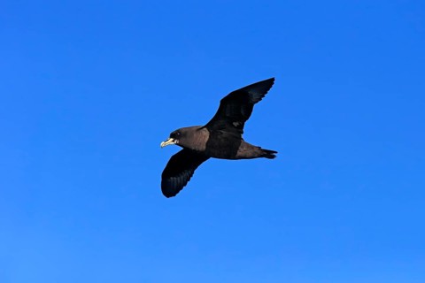 White-chinned Petrel or Cape Hen (Procellaria aequinoctialis)