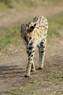 Serval (Leptailurus serval)