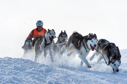 Sled dog racing