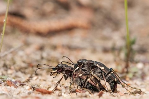 Northern Dune Tiger Beetle (Cicindela hybrida)