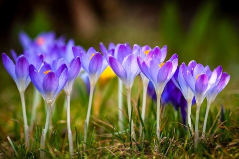 Crocus (Crocus sp.)