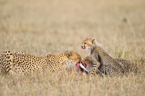 Cheetah (Acinonyx jubatus)