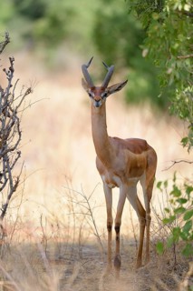 Gerenuk (Litocranius walleri)
