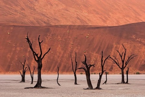 Dead camel thorn trees (Vachellia erioloba)